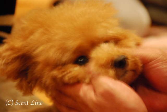 第3回「愛犬の為の整体教室」の模様 その2_c0099133_132941.jpg