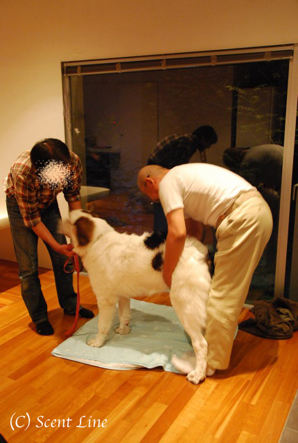 第3回「愛犬の為の整体教室」の模様 その2_c0099133_1332675.jpg