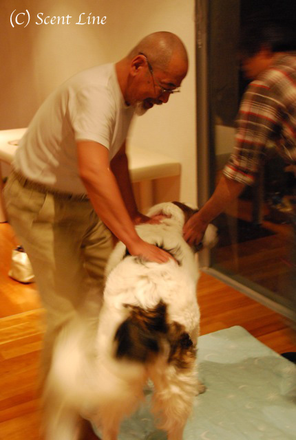第3回「愛犬の為の整体教室」の模様 その2_c0099133_1333536.jpg