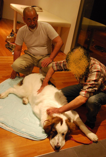 第3回「愛犬の為の整体教室」の模様 その2_c0099133_1334370.jpg