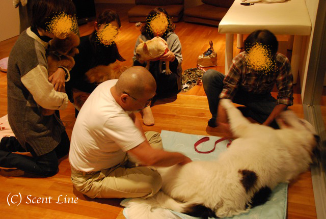 第3回「愛犬の為の整体教室」の模様 その2_c0099133_13353100.jpg