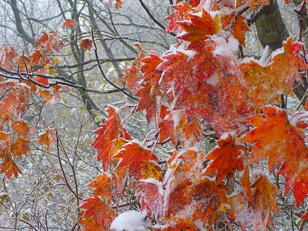 20101103_雪の面白山_c0081645_23215546.jpg