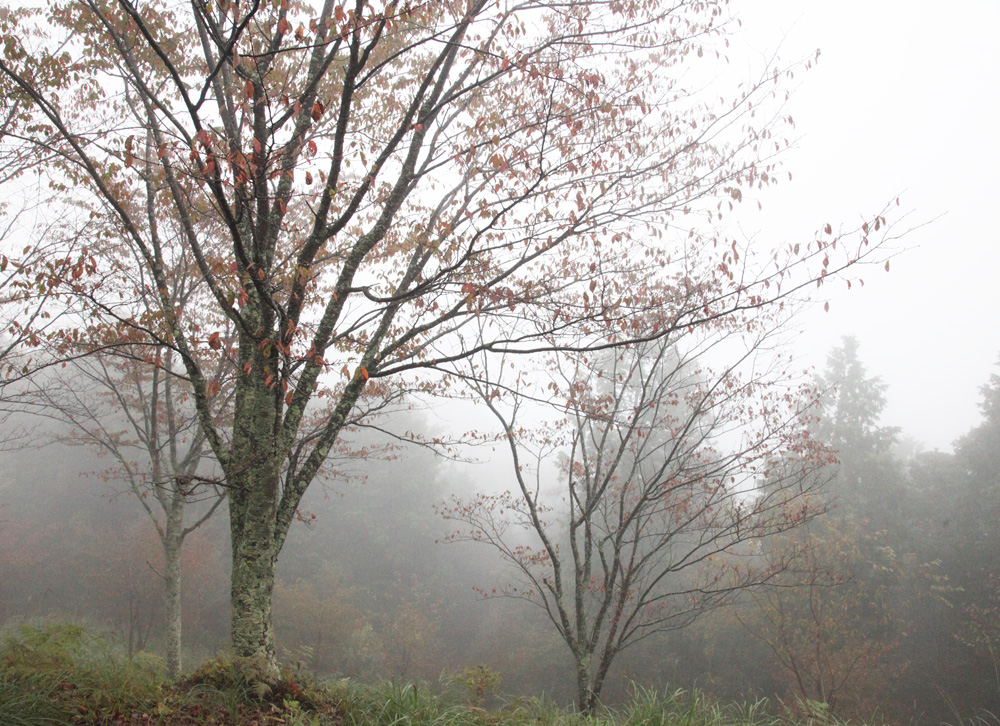 吉野　高城山　紅葉と霧_c0108146_227155.jpg