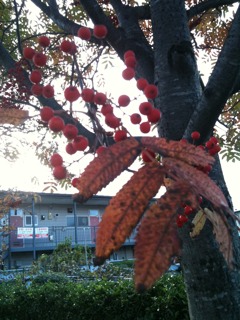 c0180650_029683.jpg