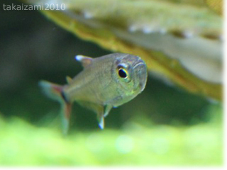 インレーロタラとか魚とか。。。_e0139056_22123174.jpg