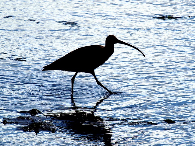 Far Eastern Curlew（ホウロクシギ）_c0123363_21211889.jpg