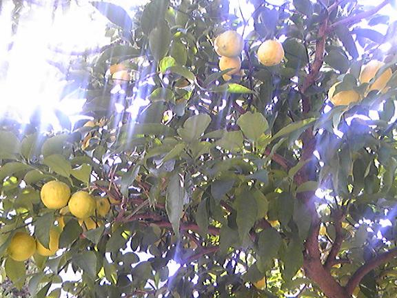 c0077465_824899.jpg