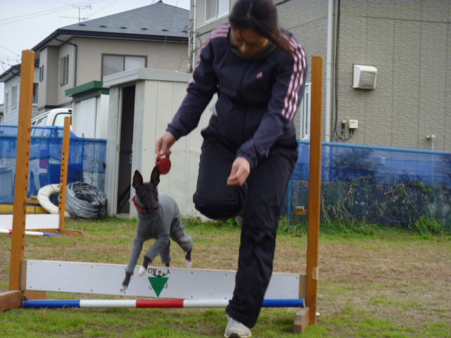 ショコラさんアジリティーデビュー♪_b0208866_2234381.jpg