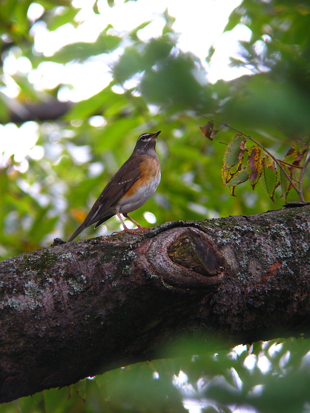 またりと野鳥観察。_b0125968_22204187.jpg