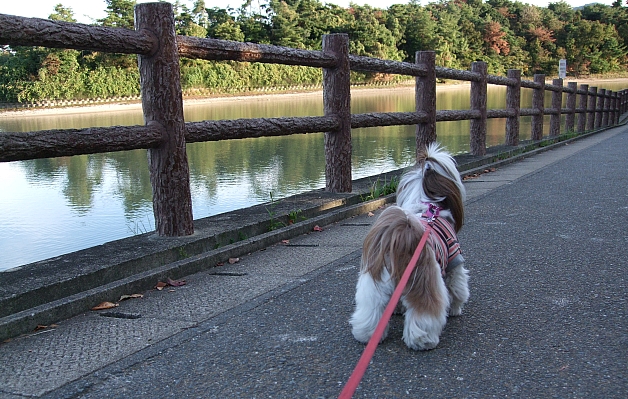 １１月も三日が過ぎ・・_f0058277_1925185.jpg