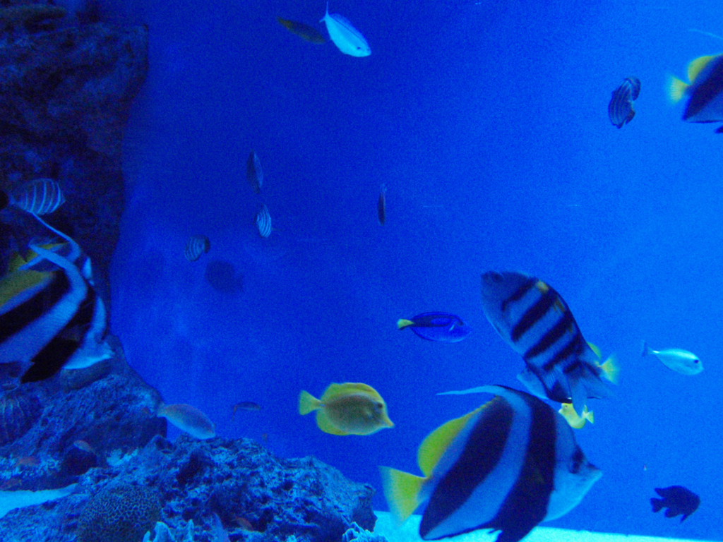 オフィス街の水族館_b0206085_17212856.jpg