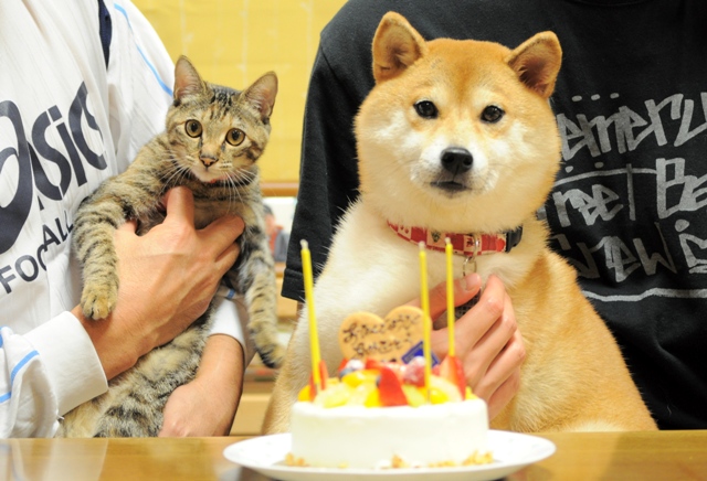 かぼちゃんの誕生日_a0126590_5484530.jpg