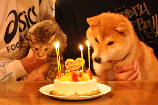かぼちゃんの誕生日_a0126590_550229.jpg