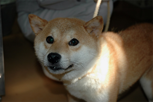 かぼちゃんの誕生日_a0126590_654579.jpg