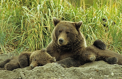 ★「クマを殺さないで！」批判殺到 猟友会「現実分かっているか」と反発_a0028694_7493468.jpg