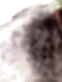 e0103408_101573.gif