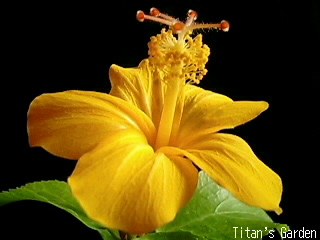 Hibiscus kokio subsp. saintjohnianus（Yellow flowering form）_b0099813_13435944.jpg