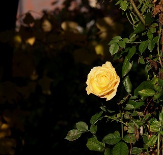 f0170524_10404081.jpg
