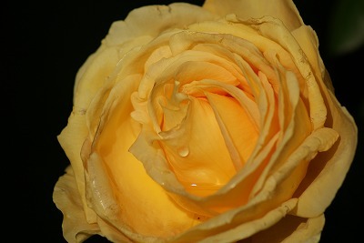 f0170524_1040527.jpg