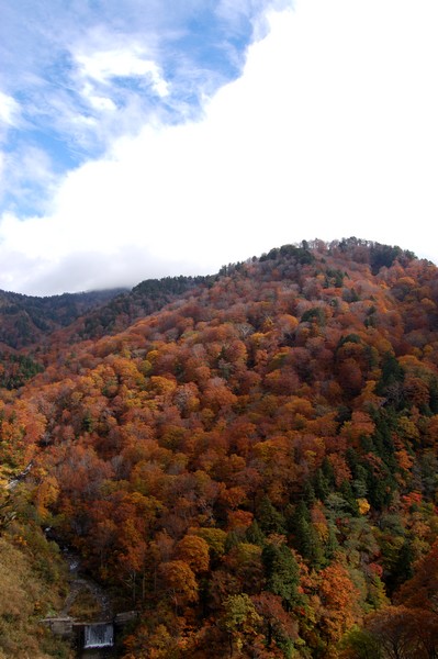 白山スーパー林道の紅葉_e0055138_11463721.jpg