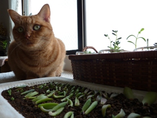 多肉植物葉挿しお手伝い猫 しぇるのぇる編。_a0143140_23452098.jpg