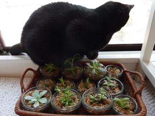 多肉植物葉挿しお手伝い猫 しぇるのぇる編。_a0143140_23491488.jpg