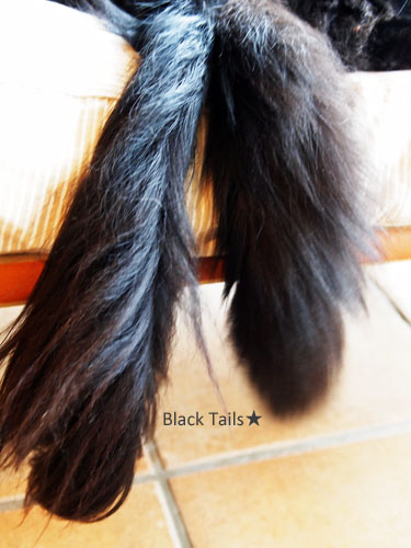 Black Tails_e0038241_11415853.jpg