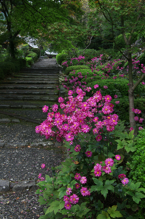 秋明菊の咲く境内（善峯寺・前編）_f0155048_21171017.jpg