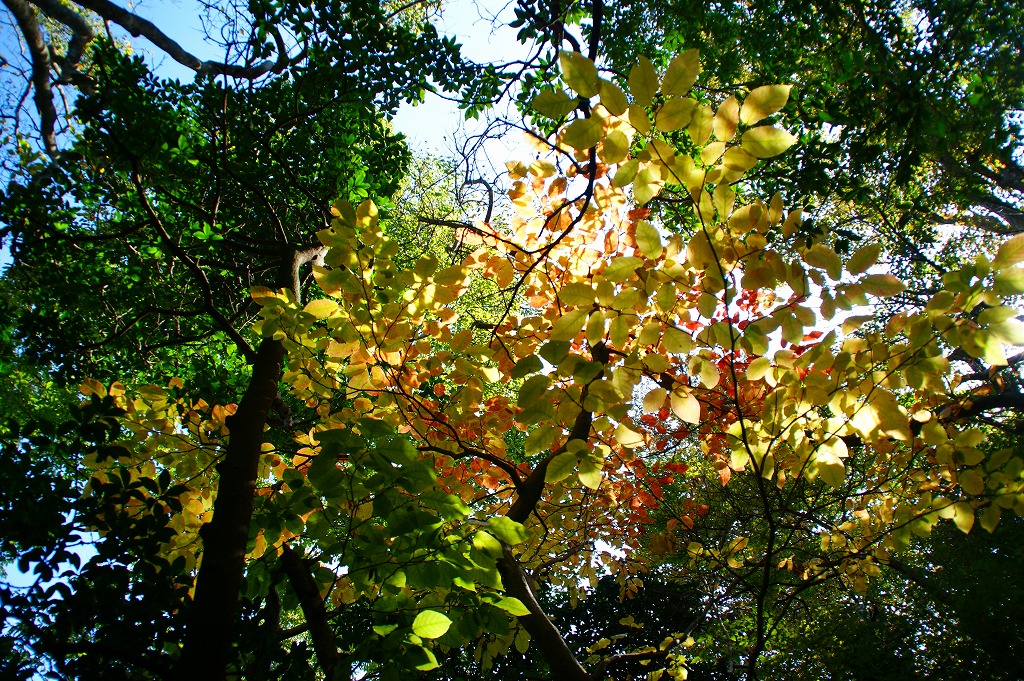 「紅葉間近の雲仙岳」（４）_f0201348_1024146.jpg