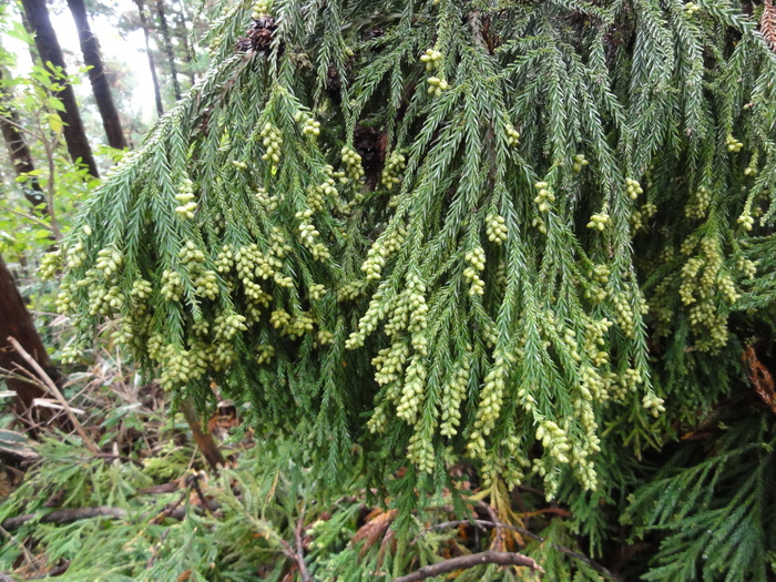 金剛山カトラ谷の紅葉は？_a0122149_22403392.jpg