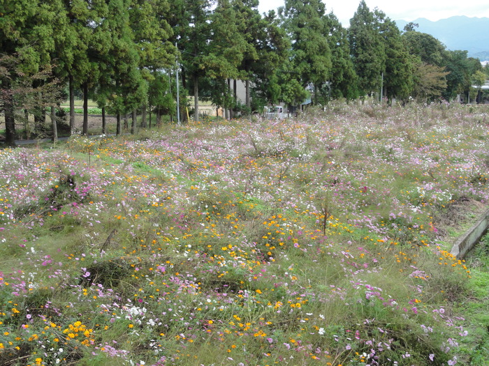 金剛山カトラ谷の紅葉は？_a0122149_2275331.jpg