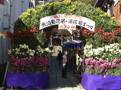 菊祭りのアーチの花が咲いています_a0084753_11494958.jpg