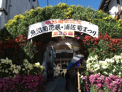 菊祭りのアーチの花が咲いています_a0084753_115009.jpg