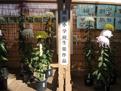 菊祭りのアーチの花が咲いています_a0084753_1150934.jpg