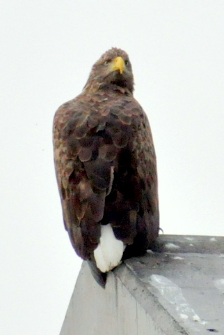 b0165760_1622518.jpg