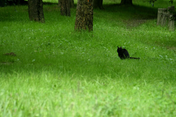 緑の中の黒猫・・・_d0136660_1240321.jpg
