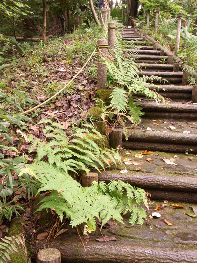 東京薬科大学植物園へ_f0229169_153263.jpg