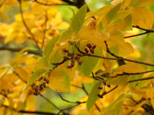 サラサドウダン（更紗灯台）の紅葉 と カルガモ_d0084473_20292363.jpg