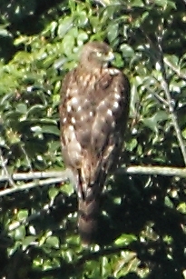 ★水曜日の鳥類園（2010.11.3）_e0046474_16361993.jpg