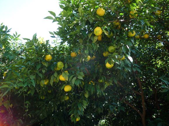 c0206177_8134246.jpg