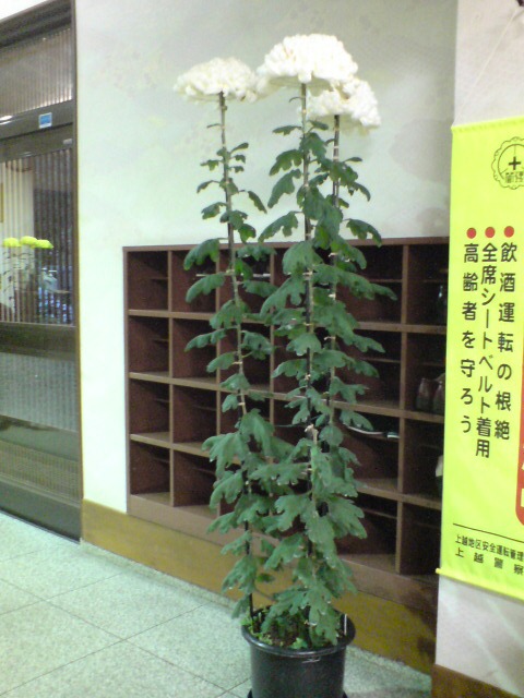 d0182179_19151590.jpg