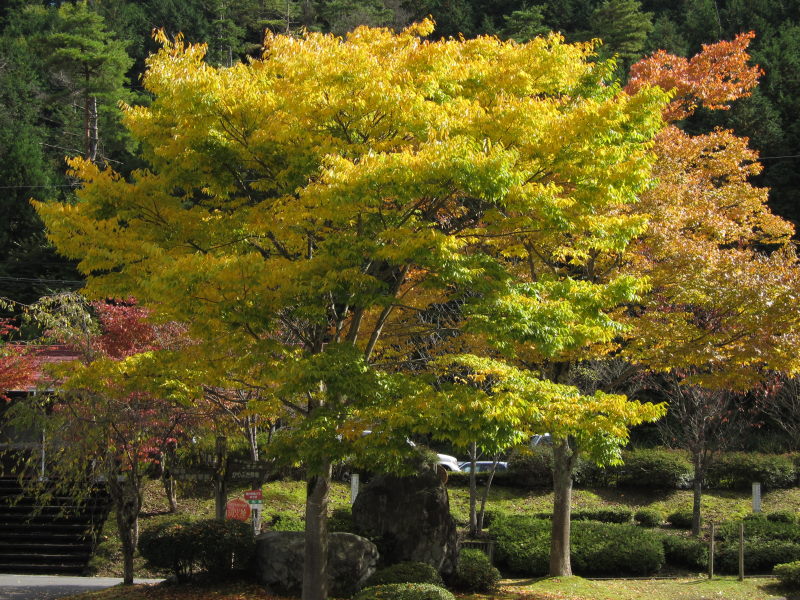 見事な秋晴れ！！かやぶきの里・美山へ_e0138081_1638098.jpg