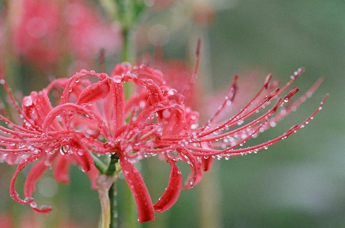 雨中に咲いた曼珠沙華（フィルム編）　H22.10.09_c0046587_21592956.jpg