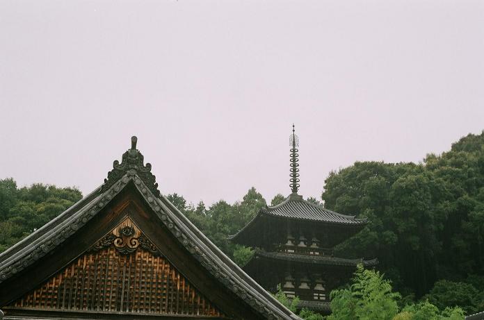 雨中に咲いた曼珠沙華（フィルム編）　H22.10.09_c0046587_220674.jpg