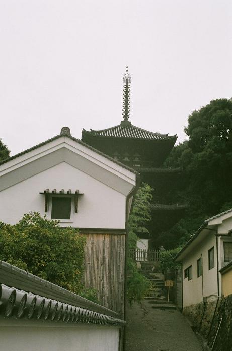 雨中に咲いた曼珠沙華（フィルム編）　H22.10.09_c0046587_221447.jpg