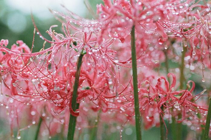 雨中に咲いた曼珠沙華（フィルム編）　H22.10.09_c0046587_221515.jpg