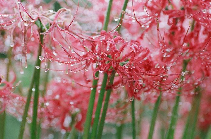 雨中に咲いた曼珠沙華（フィルム編）　H22.10.09_c0046587_221582.jpg