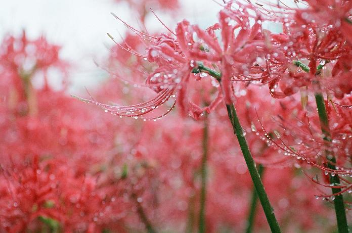 雨中に咲いた曼珠沙華（フィルム編）　H22.10.09_c0046587_2221830.jpg