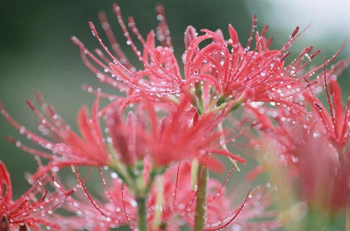 雨中に咲いた曼珠沙華（フィルム編）　H22.10.09_c0046587_2222370.jpg