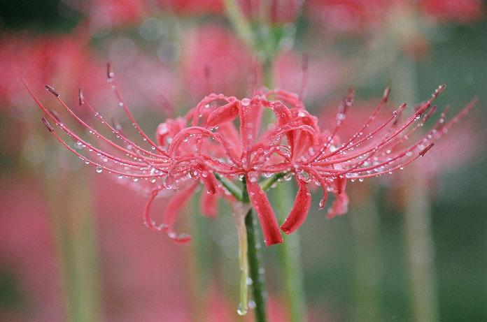 雨中に咲いた曼珠沙華（フィルム編）　H22.10.09_c0046587_2222949.jpg